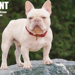 French Bulldogs and Rhodesian Ridgebacks from Diamonds In The Ruff Kennels