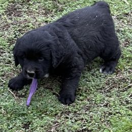 Female Purple - female Golden Mountain Dog puppy in Tacoma, Washington from Canyon Meadows Farm