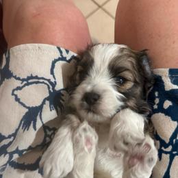 Harry - Brown male Maltipoo puppy in Santaquin, Utah from Willow & Wag Farm