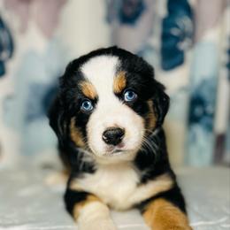 Hunter - Black tri male Miniature Australian Shepherd puppy in Visalia, California from Furrever.Mini.Aussies.llc