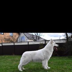 Berger Blanc Suisse puppies from Stravi Vukovi Belog Anđela
