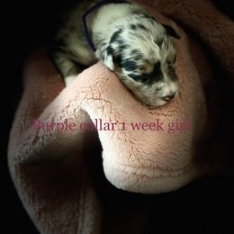 Australian Shepherd Puppies from Sydney’s Sweethearts