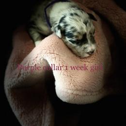 Australian Shepherd Puppies from Sydney’s Sweethearts