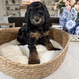 Orange Collar - Black and tan male Irish Doodle puppy in Indiahoma, Oklahoma from Farm Fresh Doodles