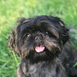 Shih Tzus from IMB Shih Tzu