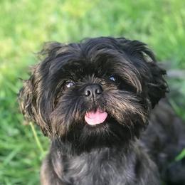 Shih Tzus from IMB Shih Tzu