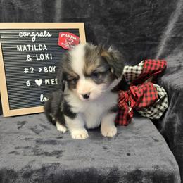 2 - green collar boy - Black and tan male Pembroke Welsh Corgi puppy in Harrisburg, Illinois from Parish Corgis