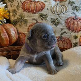 Hazel - Blue female French Bulldog puppy in Columbia Falls, Montana from Glacier French Bulldogs of Montana