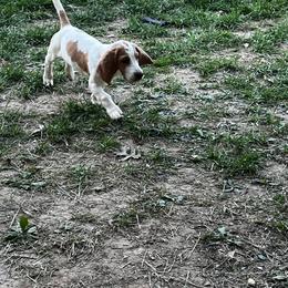 Hera - Lemon and white female Basset Hound puppy in Campbellsville, Kentucky from Haus's Hound Town