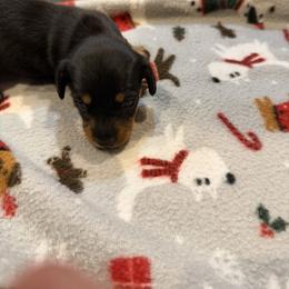Willow - Black and cream female Dachshund puppy in Wappapello, Missouri from Kandb Dachshunds