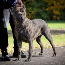 Nova - Cane Corso