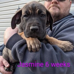 Great Dane Puppies from F&B Kennels