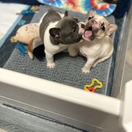 French Bulldog Puppies from Pardon My French Exquisite French Bulldogs