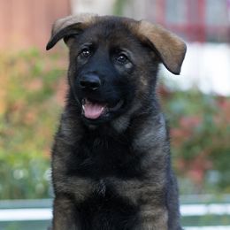 Asmodeus vom Rabenauge, "Kestrel" - Sable male German Shepherd puppy in Wadsworth, Ohio from Zwinger Vom Rabenauge