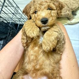 Goldendoodle Puppies from Darling Doodles