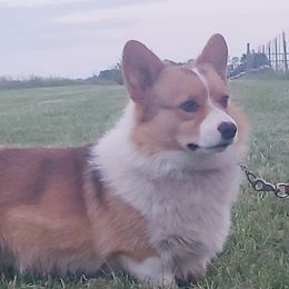 Riggs - Pembroke Welsh Corgi