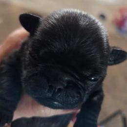 Boy 1 - Black male Pug puppy in Madera, California from Hills Pugs