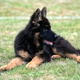 German Shepherd Puppies from Esteemed K9 German Shepherds