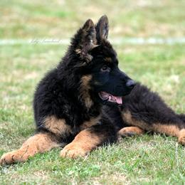 German Shepherd Puppies from Esteemed K9 German Shepherds