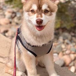 Pomskies from Sonoran Pomskies