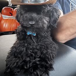 Poodle Puppies from Singing Sands Poodles