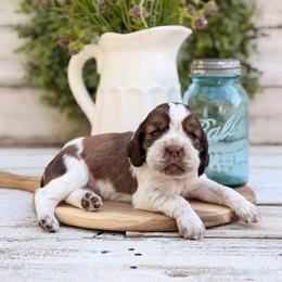 Blue Bell - Tri-Roan male English Springer Spaniel puppy in Henderson County, North Carolina from Roan Creek Kennels