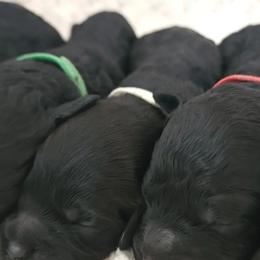 Goldendoodles from Haven Goldendoodles