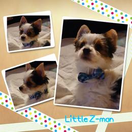Yorkshire Terrier Puppies from Schultz Yorkies