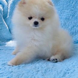 Pomeranian Puppies from Calverton Kennel