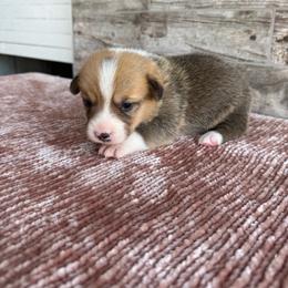 Willie - Sable male Pembroke Welsh Corgi puppy in Ledbetter, Texas from Texas Pembroke Corgis