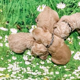 Goldendoodle Puppies from Bear Ridge Doodles