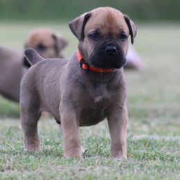 Orange - Brown male Boerboel puppy in Shawnee, Oklahoma from TXT Boerboels