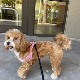 Poodles from Diva’s Designer Dogs