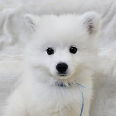 American Eskimo Dog Puppies from SoCal American Eskimos