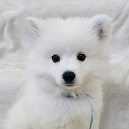 American Eskimo Dog Puppies from SoCal American Eskimos