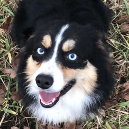 Miniature Australian Shepherds from Dash of Aussie Farm