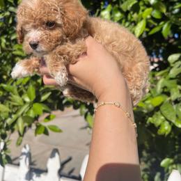 Bella - Red  female Poodle puppy in Riverside, California from Poodles and Frenchies