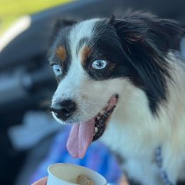 Little dog - Toy Australian Shepherd