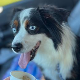 Little dog - Toy Australian Shepherd