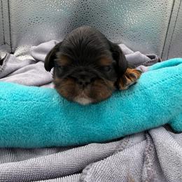 Cheshire - Black and tan male English Toy Spaniel puppy in Pennsylvania from Enchanting Charlies