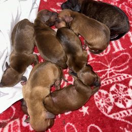 Dachshund Puppies from Autumns Dachshunds