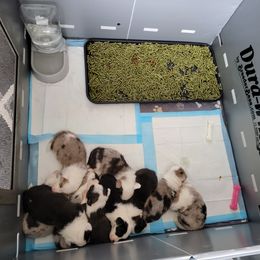 Cardigan Welsh Corgi Puppies from Star N Cardigan Corgis