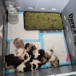 Cardigan Welsh Corgi Puppies from Star N Cardigan Corgis