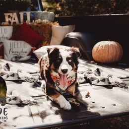 Miniature Australian Shepherds and Toy Australian Shepherds from Fireside Toy & Mini Aussies