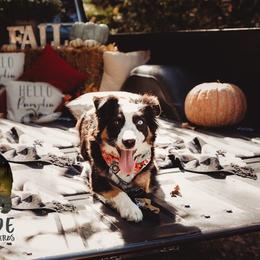 Miniature Australian Shepherds and Toy Australian Shepherds from Fireside Toy & Mini Aussies