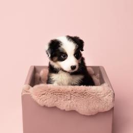 Phoebe - Black tri-color female Australian Shepherd puppy in Bertram, Texas from Ashley’s Australian Shepherds