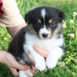 Phil (Thunder) - Black and tan male Pembroke Welsh Corgi puppy in Fayetteville, Arkansas from Intergalactic Corgis