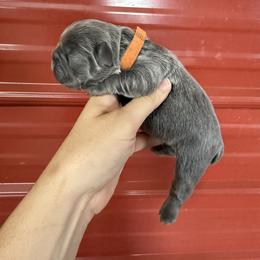 Orange collar boy - Blue male French Bulldog puppy in Brooksville, Florida from Post Farm Rottweilers & French Bulldogs
