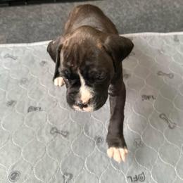 Girl 3 - Brindle female Boxer puppy in Lakeland, Florida from Cote's Boxers