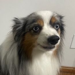 Australian Shepherds from Torry's Full Draw Aussie’s